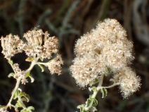 Plecostachys serpyllifolia
