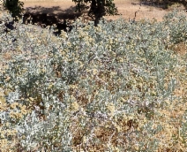 Eriodictyon tomentosum