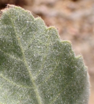 Eriodictyon tomentosum