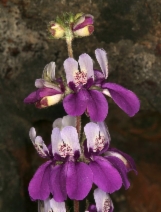 Collinsia heterophylla var. heterophylla