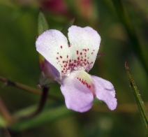 Collinsia sparsiflora var. collina