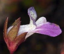 Collinsia sparsiflora