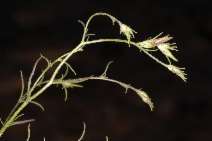Cordylanthus tenuis ssp. viscidus