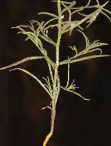 Cordylanthus tenuis ssp. viscidus