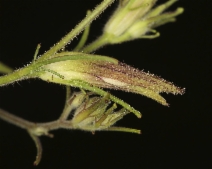 Cordylanthus tenuis ssp. viscidus