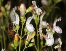 Keckiella breviflora