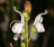 Keckiella breviflora