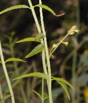 Keckiella breviflora var. breviflora