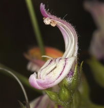 Keckiella breviflora var. breviflora