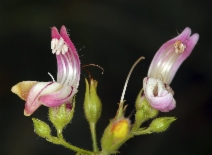 Keckiella breviflora
