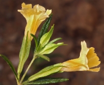Diplacus longiflorus