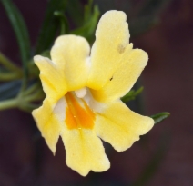 Diplacus longiflorus