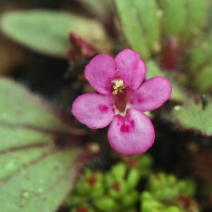 Diplacus congdonii