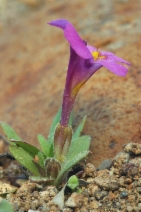 Diplacus nanus - Calflora