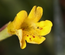Mimulus primuloides var. linearifolius