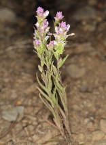 Orthocarpus copelandii