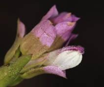 Orthocarpus copelandii