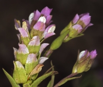 Orthocarpus copelandii