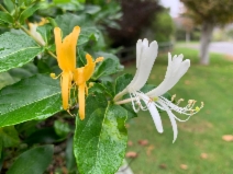 Lonicera japonica