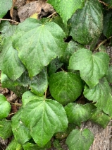 Hedera canariensis