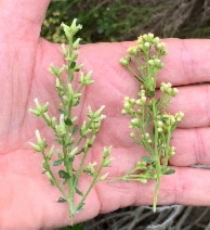 Baccharis pilularis