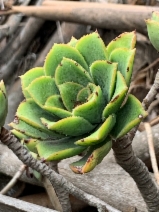 Aeonium haworthii