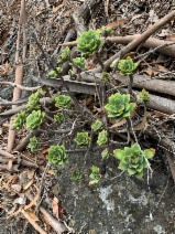 Aeonium haworthii