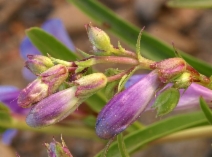 Penstemon azureus var. angustissimus
