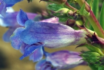 Penstemon azureus var. angustissimus