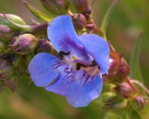 Penstemon azureus var. angustissimus