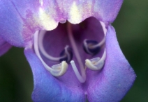 Penstemon azureus var. azureus