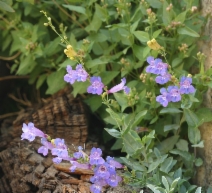 Penstemon azureus var. azureus