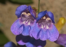 Penstemon azureus var. azureus