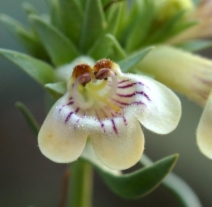 Penstemon deustus