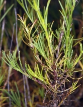 Penstemon filiformis