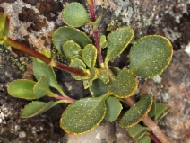Penstemon newberryi