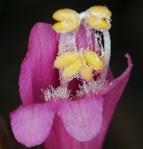 Penstemon newberryi