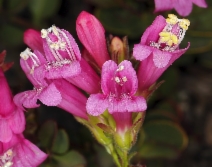 Penstemon newberryi