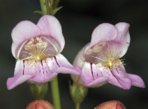Penstemon palmeri