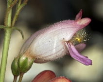 Penstemon palmeri