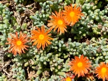 Malephora crocea
