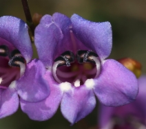 Penstemon parvulus