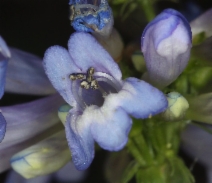Penstemon procerus