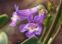 Penstemon procerus