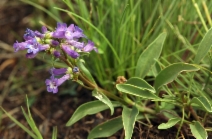 Penstemon procerus