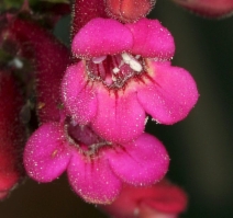 Penstemon pseudospectabilis