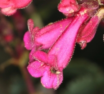 Penstemon pseudospectabilis