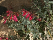 Penstemon pseudospectabilis