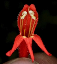 Penstemon rostriflorus