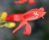 Penstemon rostriflorus